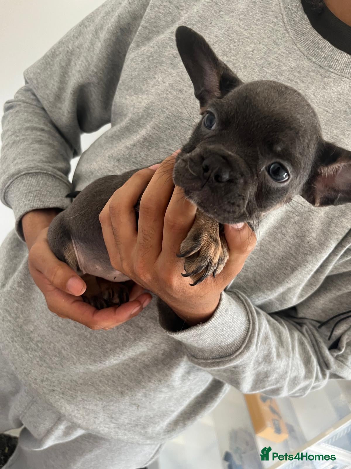 French Bulldog Puppy 5