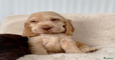 Cocker Spaniel dogs - Advert 1