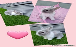 Lionhead rabbits for sale: Beautiful baby lionheads  - Image 5