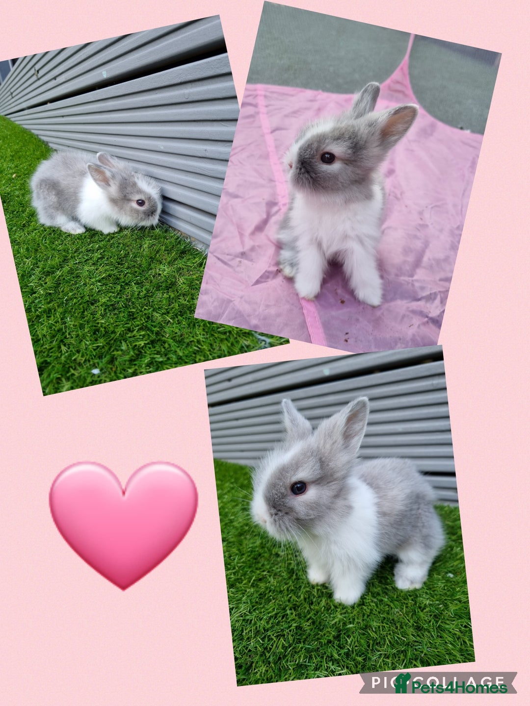 Lionhead rabbits for sale: Beautiful baby lionheads  - Image 5