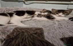 British Shorthair cats for sale: kittens for sale - Image 2
