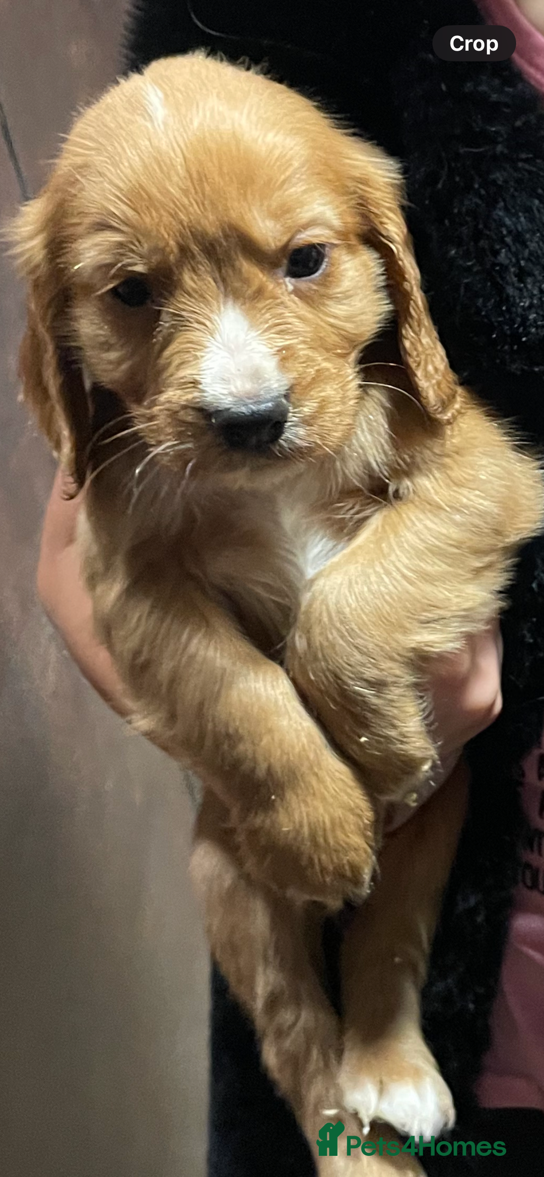 Cocker Spaniel dogs for sale: Cocker Spaniel Puppies - Advert 11