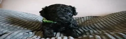 Cockapoo dogs for sale: F1B Cockapoo Puppies - Advert 8