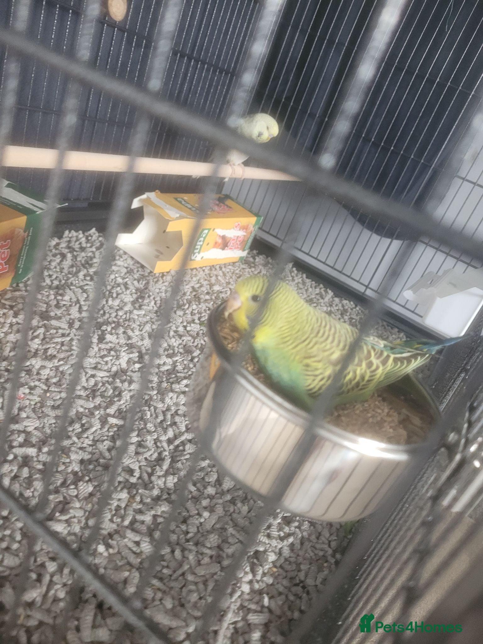 Budgerigars birds X2 baby Budgies £30 each - Advert 2
