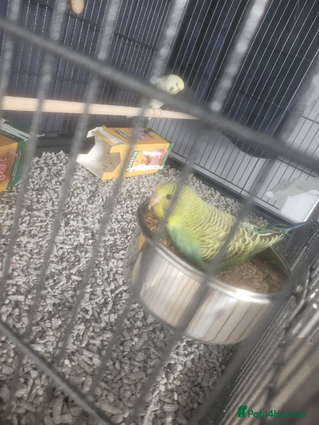 Budgerigars birds for sale: X2 baby Budgies £30 each - Advert 1