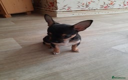 Chihuahua dogs for sale: Lovely chihuahua puppies! - Image 2