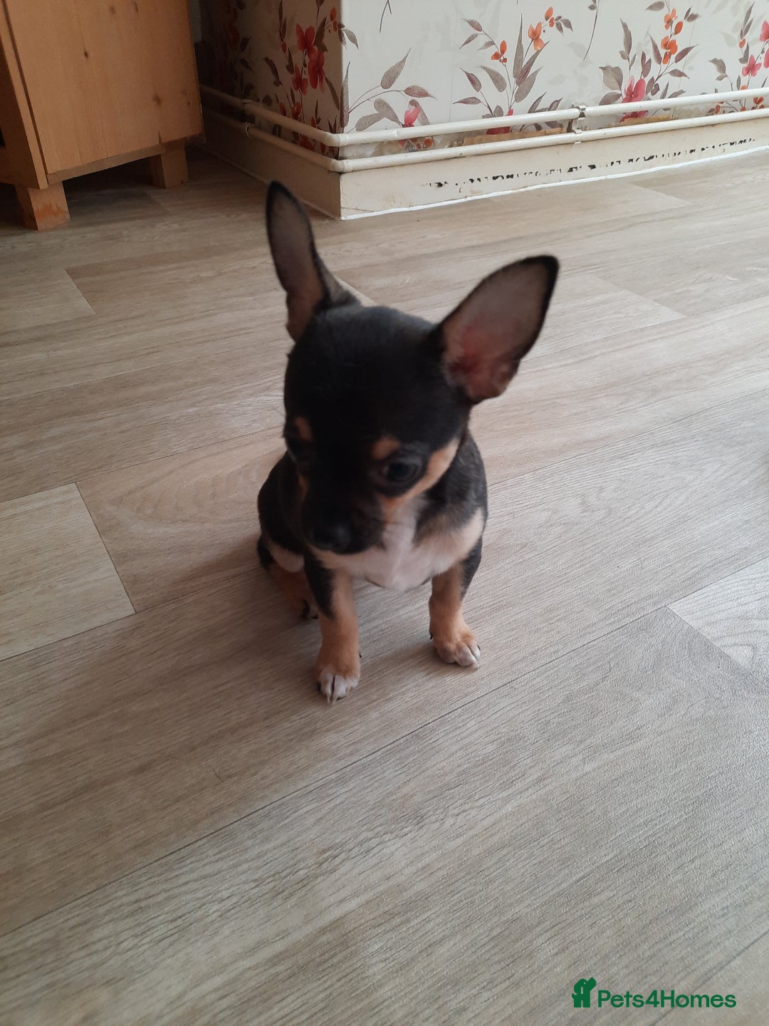 Chihuahua dogs for sale: Lovely chihuahua puppies! - Image 2