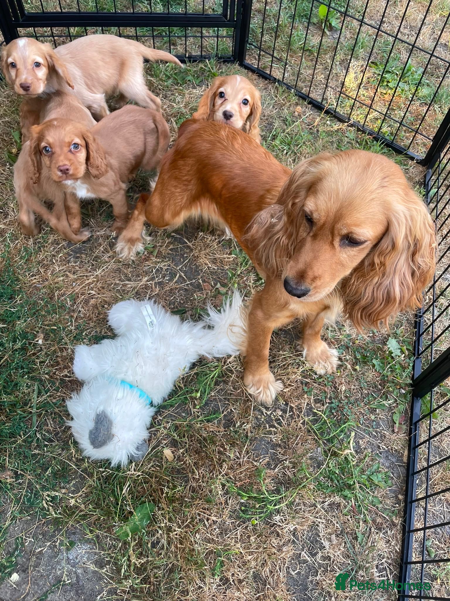 Cocker Spaniel dogs Cocker spaniel puppies - Advert 1