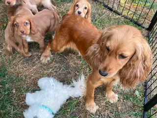 Cocker Spaniel dogs Cocker spaniel puppies - Advert 1