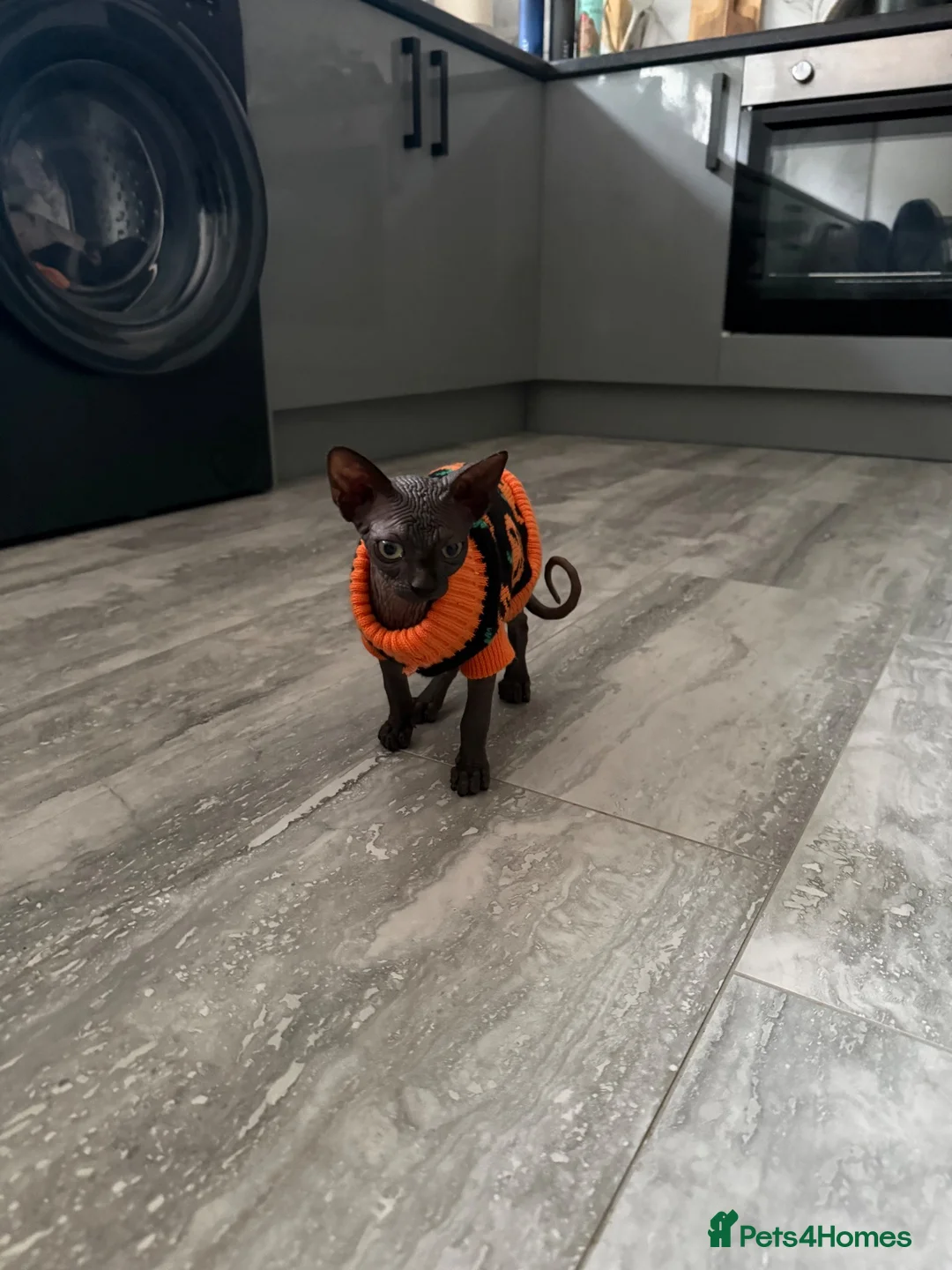Sphynx cats for sale: Black sphynx boy looking for a new home.  - Advert 2