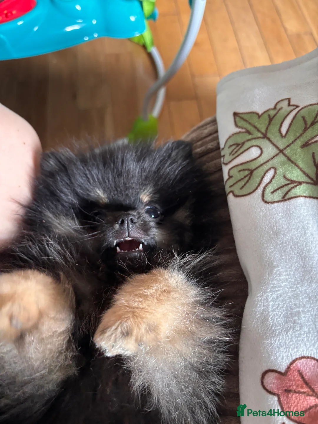 Pomeranian dogs for sale: Pomeranian Female - Advert 2