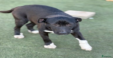 Mixed Breed dogs - Advert 8