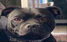 Staffordshire Bull Terrier dogs for sale: Stunning Males For Sale  - Image 4