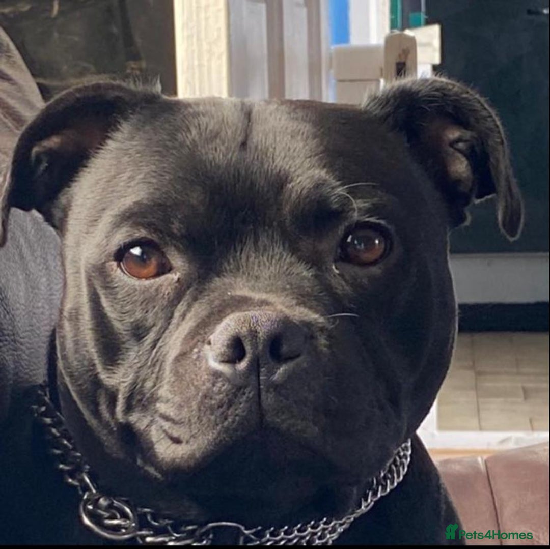 Staffordshire Bull Terrier dogs for sale: Stunning Males For Sale  - Image 4