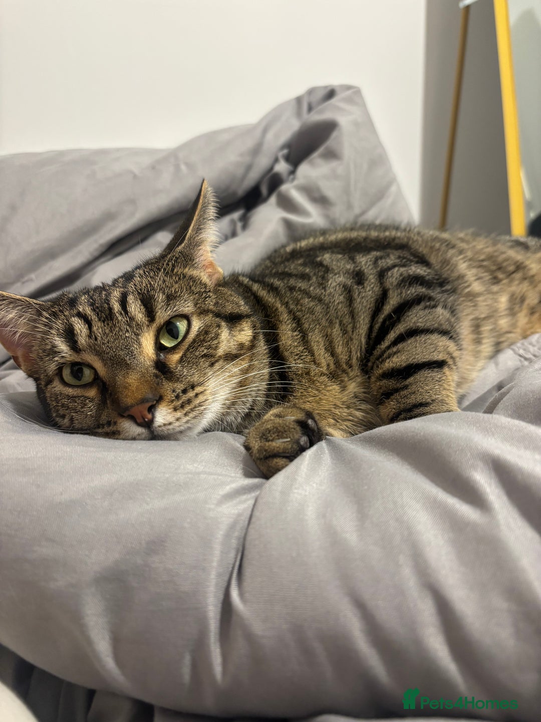 Domestic Shorthair cats for sale: Affectionate and playful boy needs a new home - Advert 5