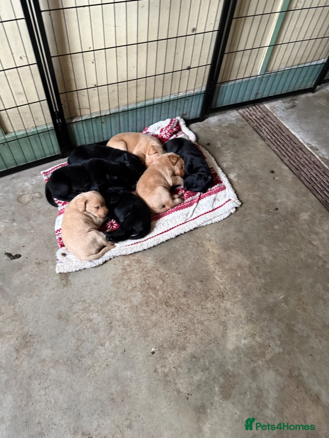 Labradoodle dogs for sale: Gorgeous Labradoodle pups - Advert 2