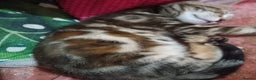 Mixed Breed cats for sale: Marble bengal cross - Advert 3