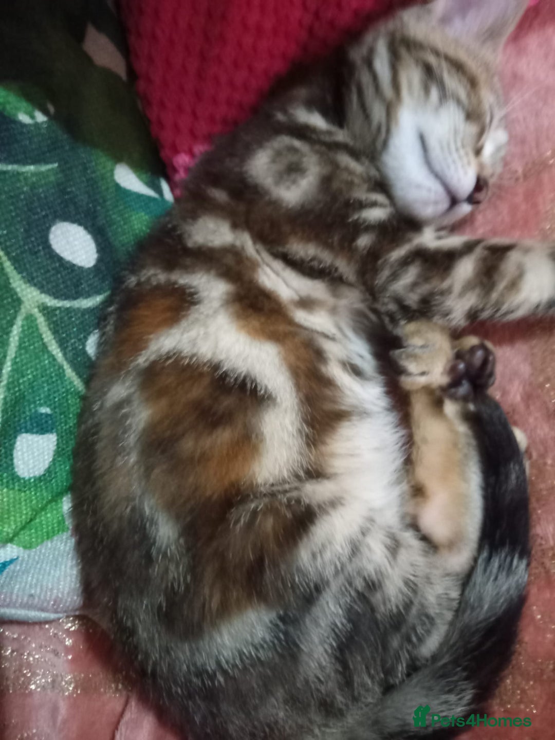 Mixed Breed cats for sale: Marble bengal cross - Advert 3