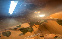 Leopard Gecko reptiles for sale: 2 Leo geckos and Viv  - Image 2