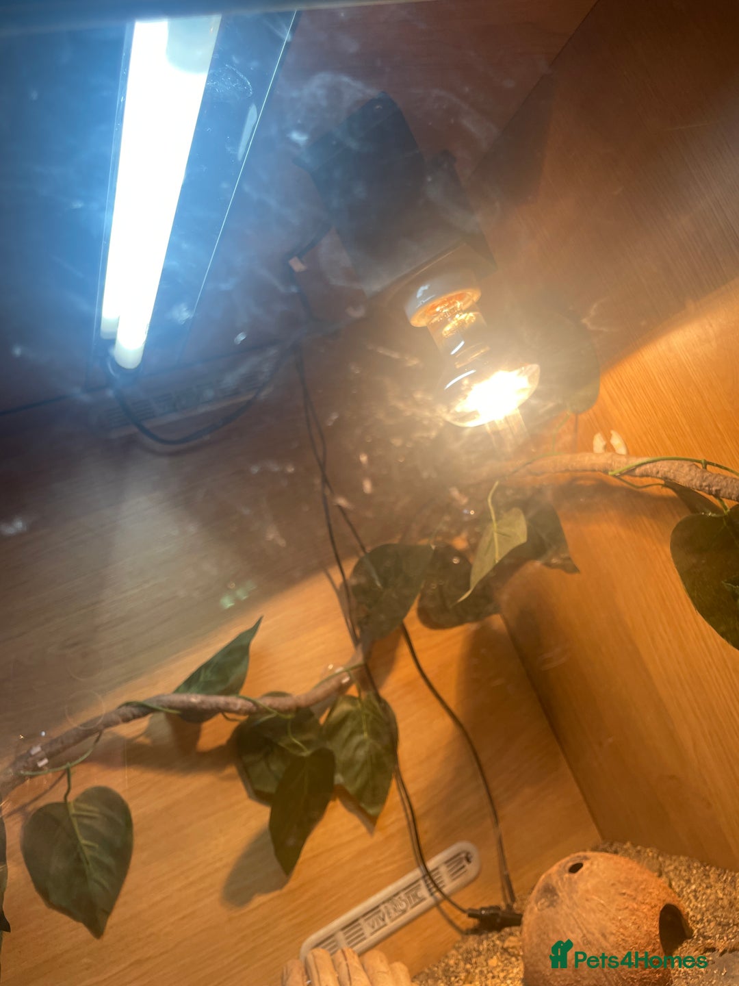 Leopard Gecko reptiles for sale: 2 Leo geckos and Viv  - Image 2