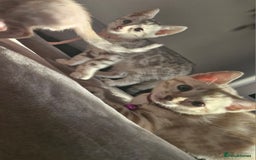 Bengal cats for sale: DorsetCats Artemis "Goddess Of The Hunt" - Rare Snow Genetic & Health Tested Bengal Kittens - Image 9