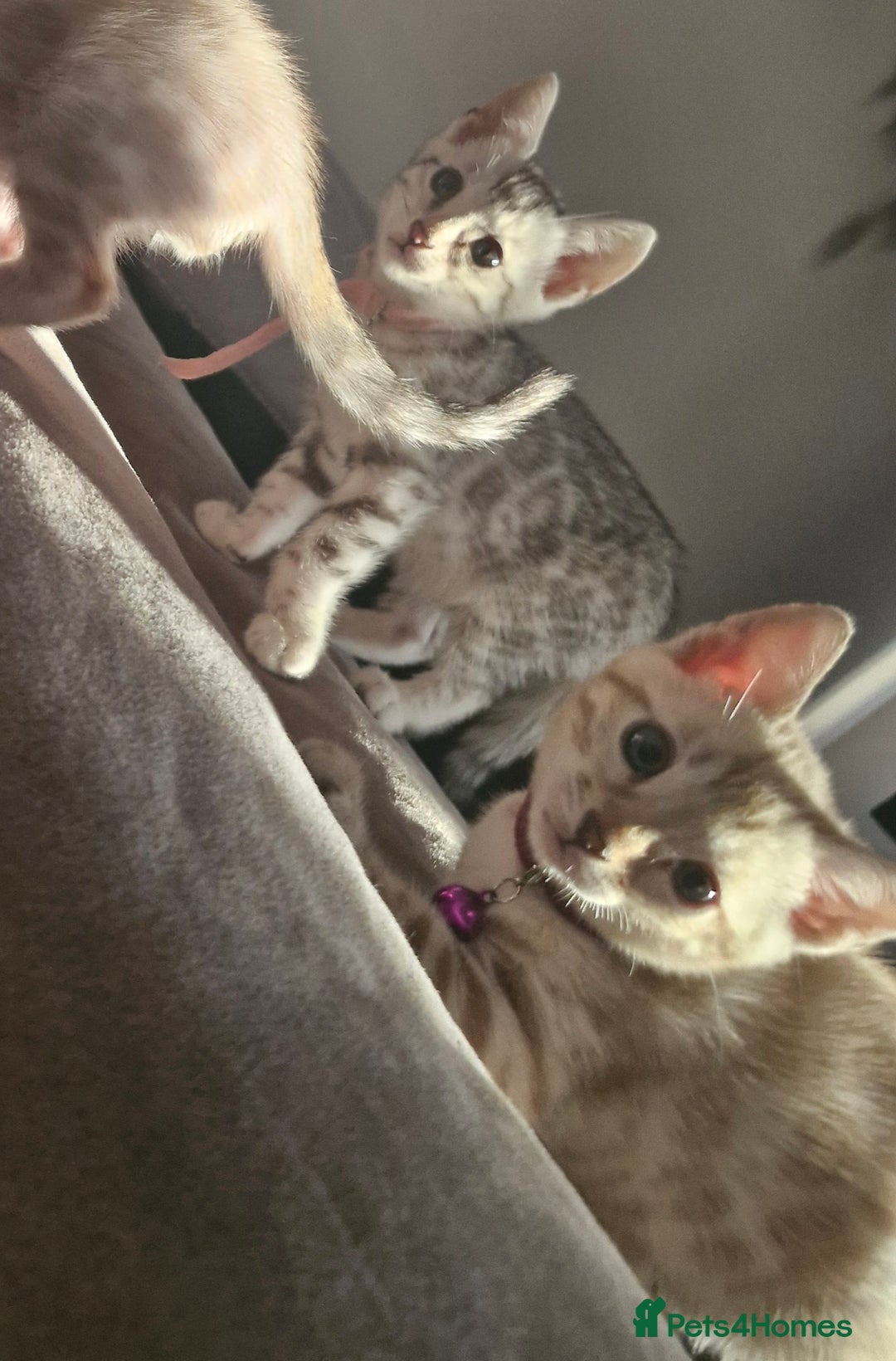 Bengal cats for sale: DorsetCats Artemis "Goddess Of The Hunt" - Rare Snow Genetic & Health Tested Bengal Kittens - Image 9