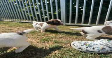English Springer Spaniel dogs - Advert 3