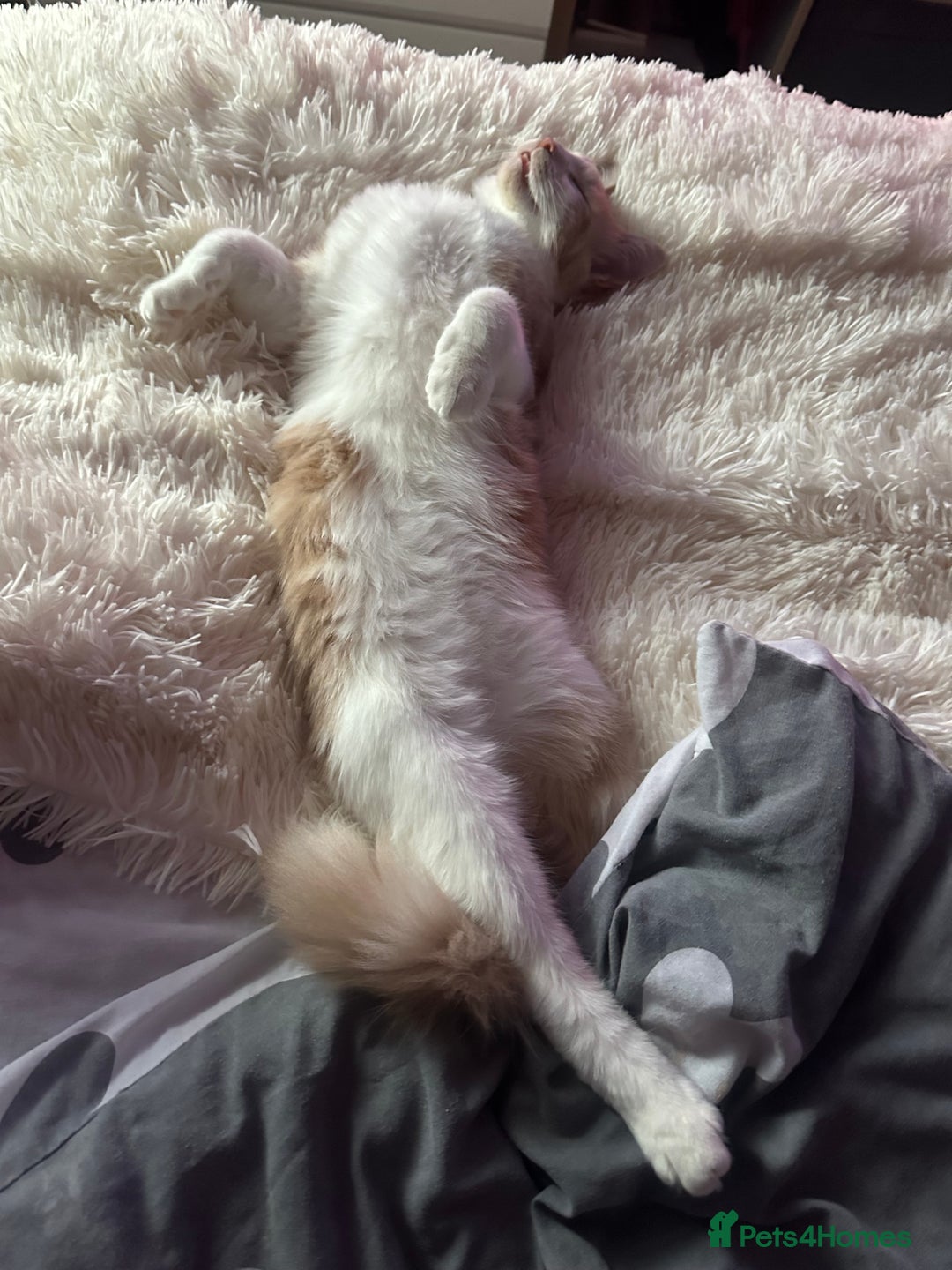 Mixed Breed cats for sale: Beautiful and affectionate 1 year old male - Advert 30