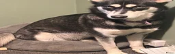 Siberian Husky dogs for sale: Siberian Husky Puppies  in Dunfermline - Advert 10