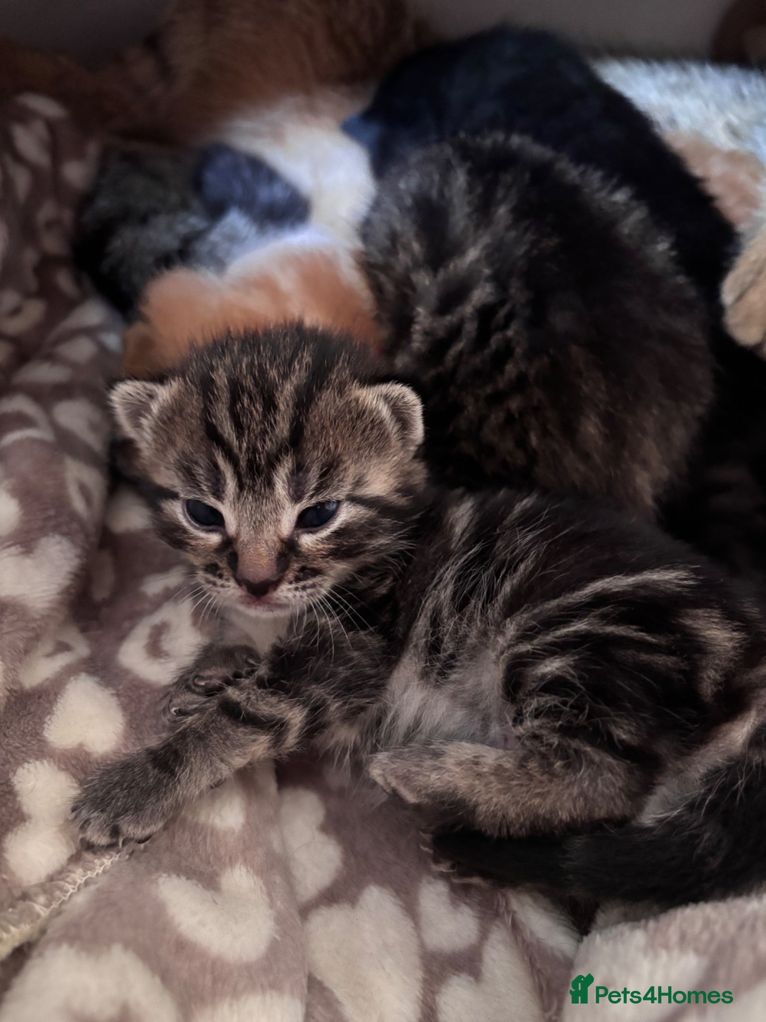 Mixed Breed cats Beautiful tabby cross Domestic short hair kittens - Advert 5