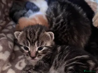 Mixed Breed cats Beautiful tabby cross Domestic short hair kittens - Advert 5