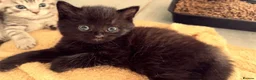 Mixed Breed cats for sale: 🐾 Two Gorgeous Male Kittens for Loving Homes 🐾 - Advert 4
