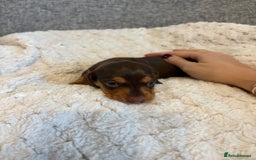 Dachshund dogs for sale: Stunning Chocolate & Cream puppies  - Image 9