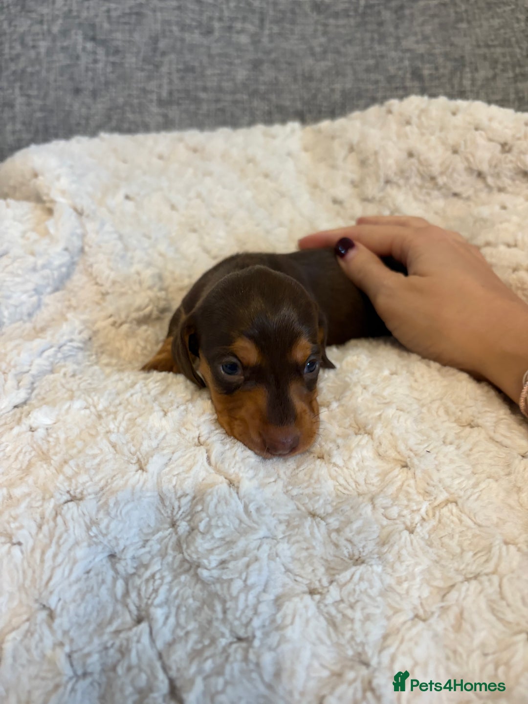 Dachshund dogs for sale: Stunning Chocolate & Cream puppies  - Image 9