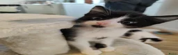 Mixed Breed cats for sale: 2 beautiful kittens  in Broadstone - Advert 4