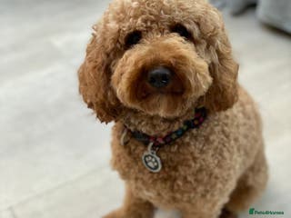 Miniature Poodle dogs Stud, PRA, red miniature poodle Kent, Surrey in Tonbridge - Advert 6