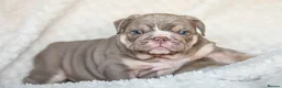 English Bulldog dogs for stud: Lilac and tan Merle carrying curly  - Advert 4