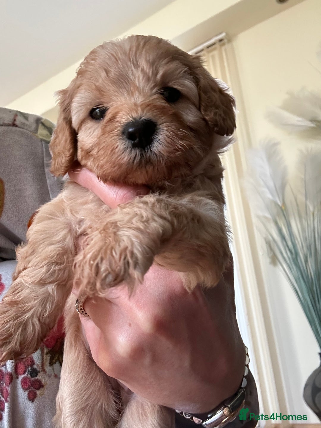 Cavapoo dogs for sale: Fox red cavapoo puppies  - Advert 4