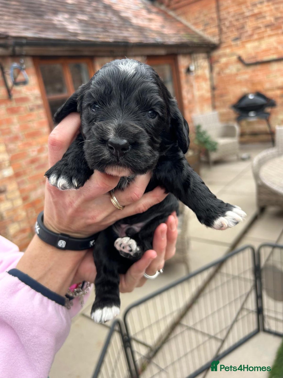 Cocker Spaniel dogs for sale: Working Cocker Spaniel Puppies  - Advert 10