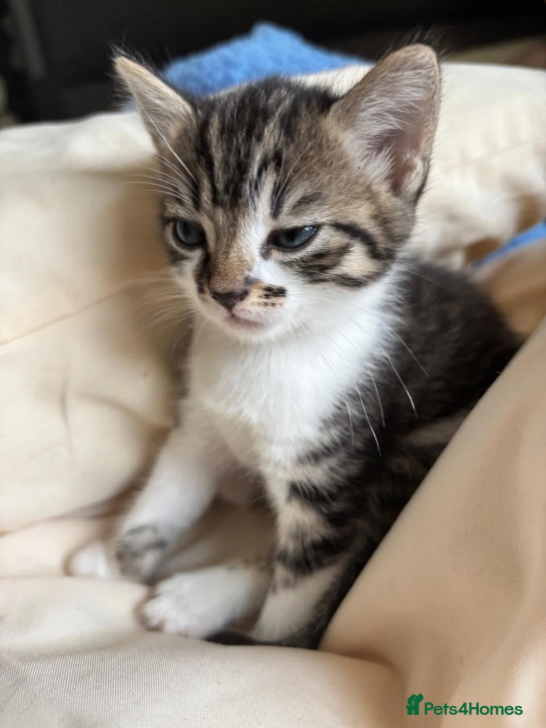 Mixed Breed cats for sale: 10 week old female kitten in Stevenage - Advert 2