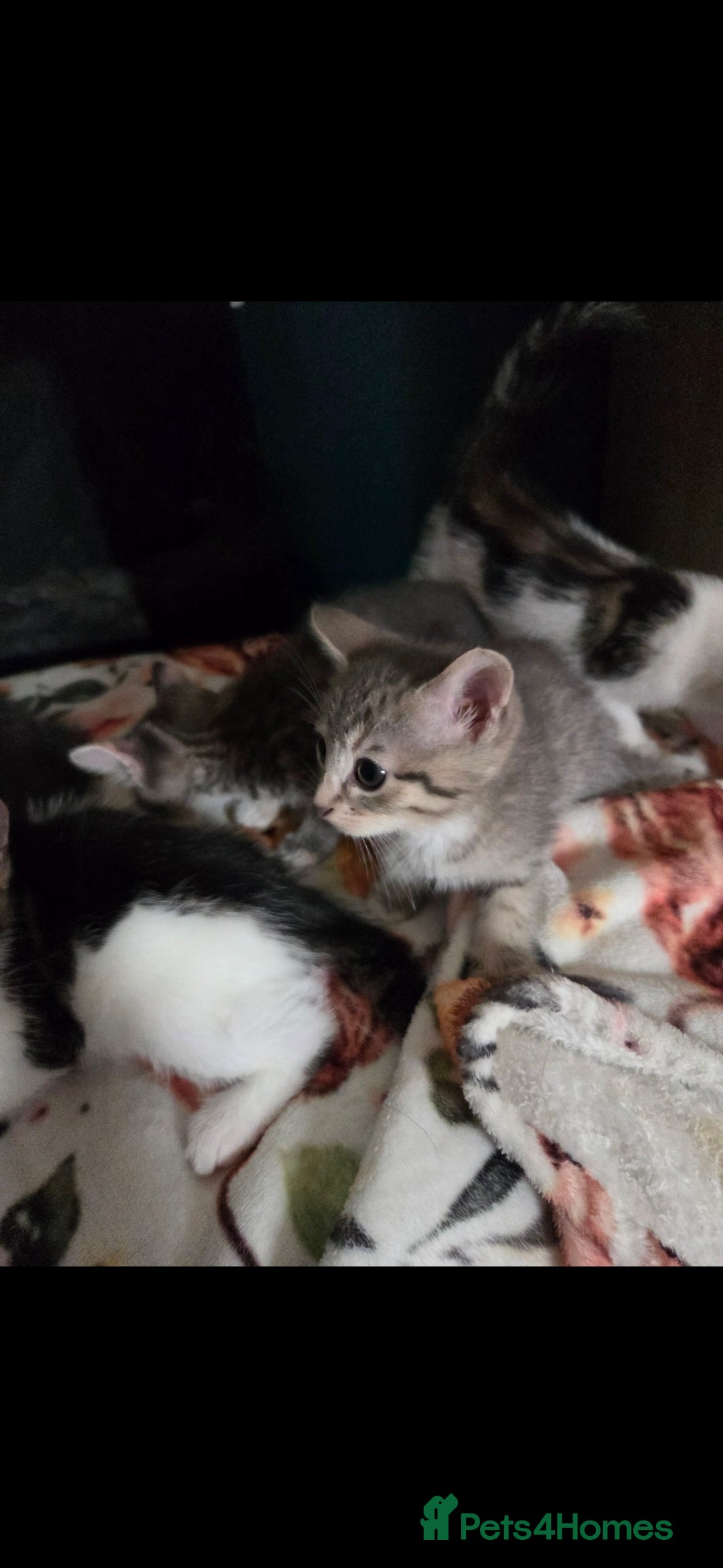 Mixed Breed cats for sale: Kittens ready now  - Image 6