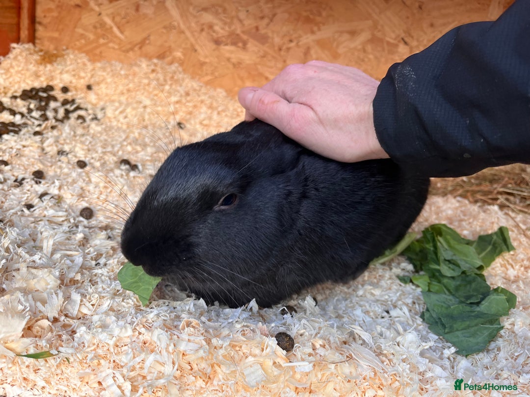 Mixed Breed rabbits for sale: English X New Zealand White male - Image 3