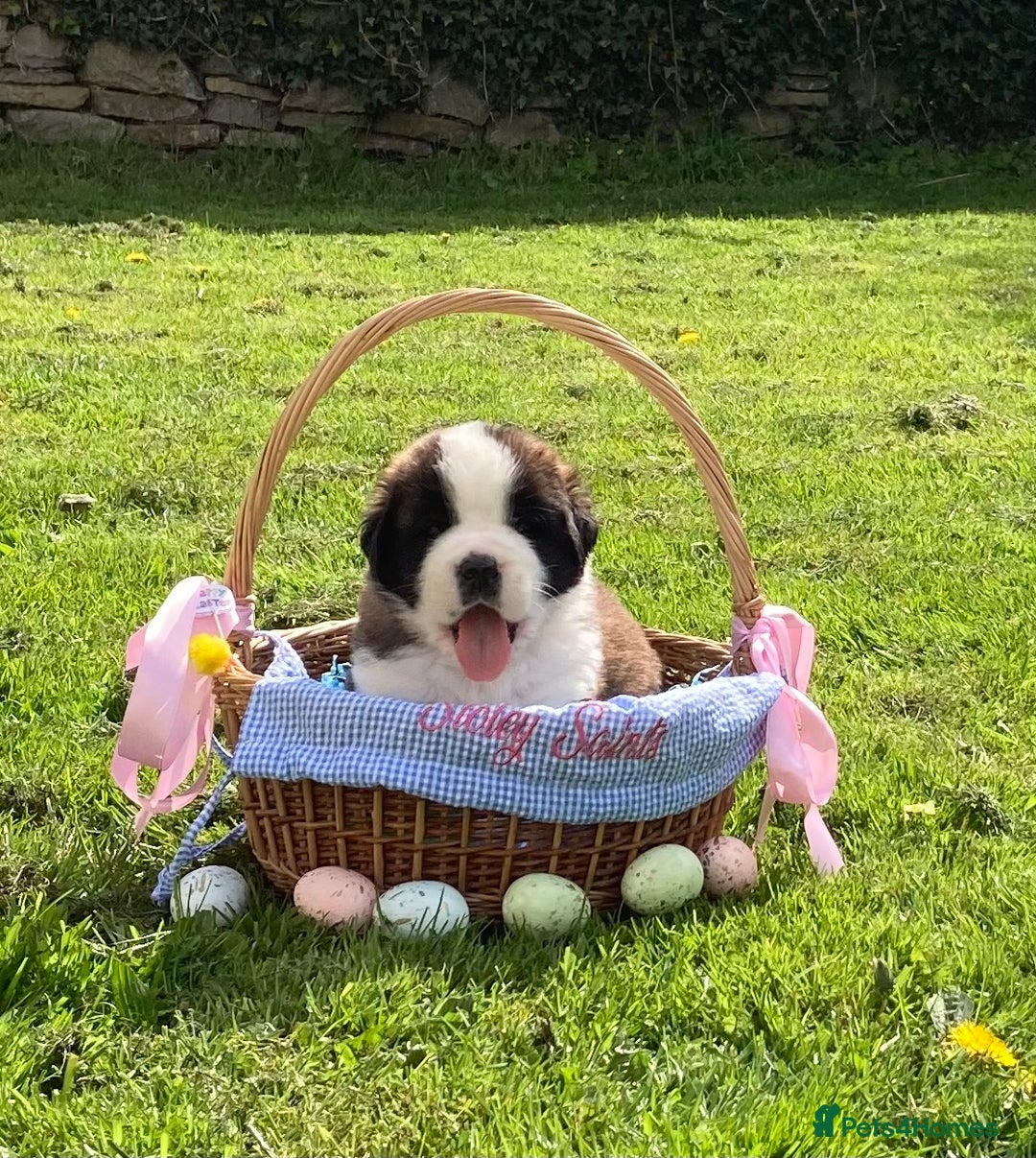 Saint Bernard dogs for sale: Saint pups from HIP & ELBOW tested parents  - Advert 19