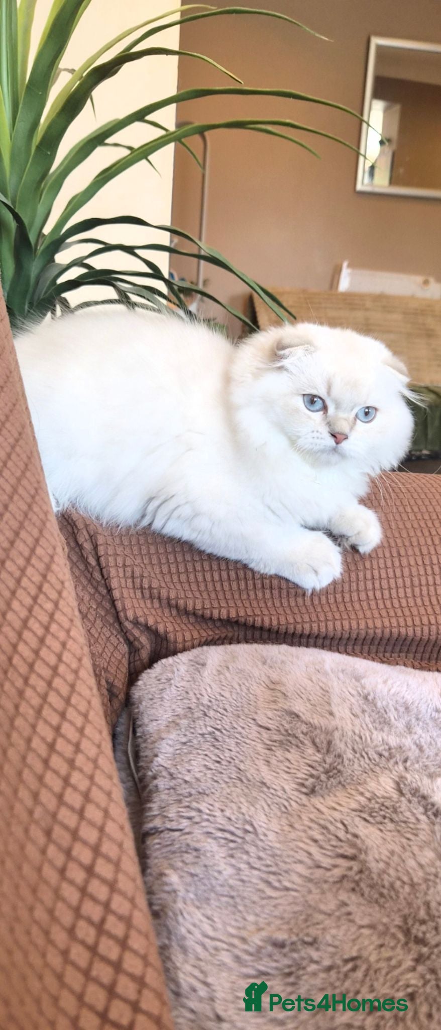 Scottish Fold cats Beautiful lilac point boy - Advert 1