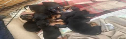 Dachshund dogs for sale: Beautiful Dachshund pups in Bristol - Advert 11