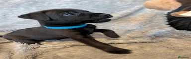Patterdale Terrier 2