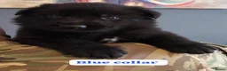 German Shepherd dogs for sale: German shepherd puppies  in Kilmarnock - Advert 9