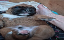 Boxer dogs for sale: Gorgeous Red Boxer puppies for sale. - Image 3