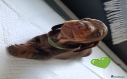 Miniature Dachshund dogs for sale: 2 Beautiful Mini Dachshunds Boys🩵💚 - Image 14
