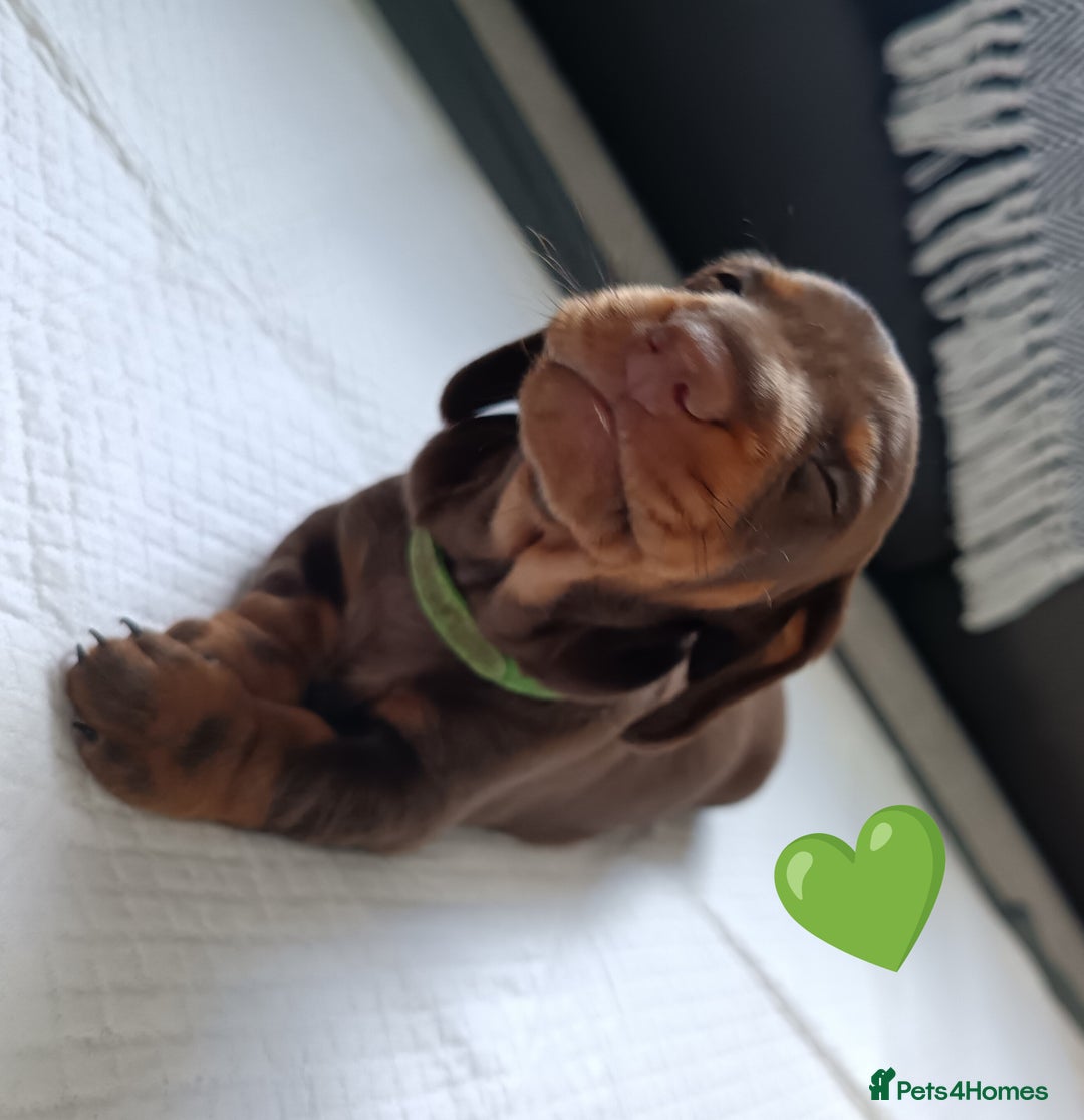 Miniature Dachshund dogs for sale: 2 Beautiful Mini Dachshunds Boys🩵💚 - Image 14